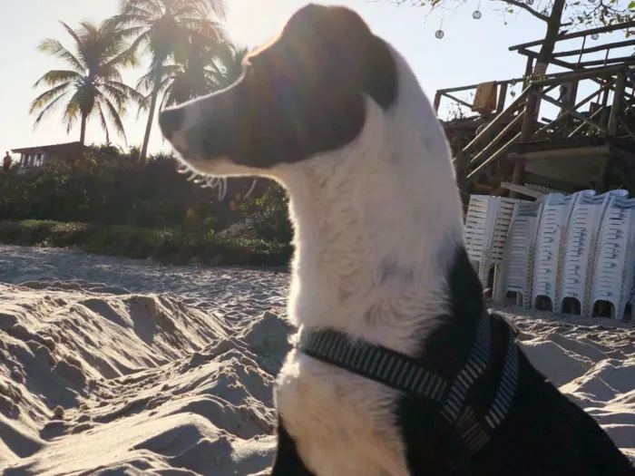 Cachorro raça SRD-ViraLata idade 3 anos nome Luke