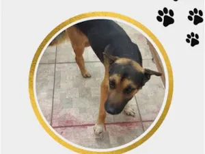 Cachorro raça SRD-ViraLata idade 2 anos nome Belo