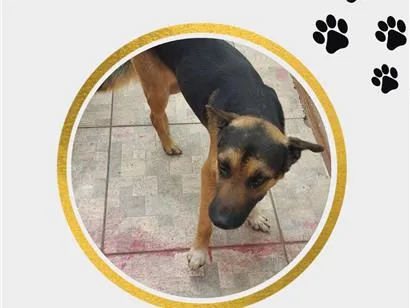 Cachorro raça SRD-ViraLata idade 2 anos nome Belo