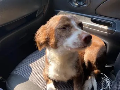 Cachorro raça SRD-ViraLata idade 4 anos nome Dorinha