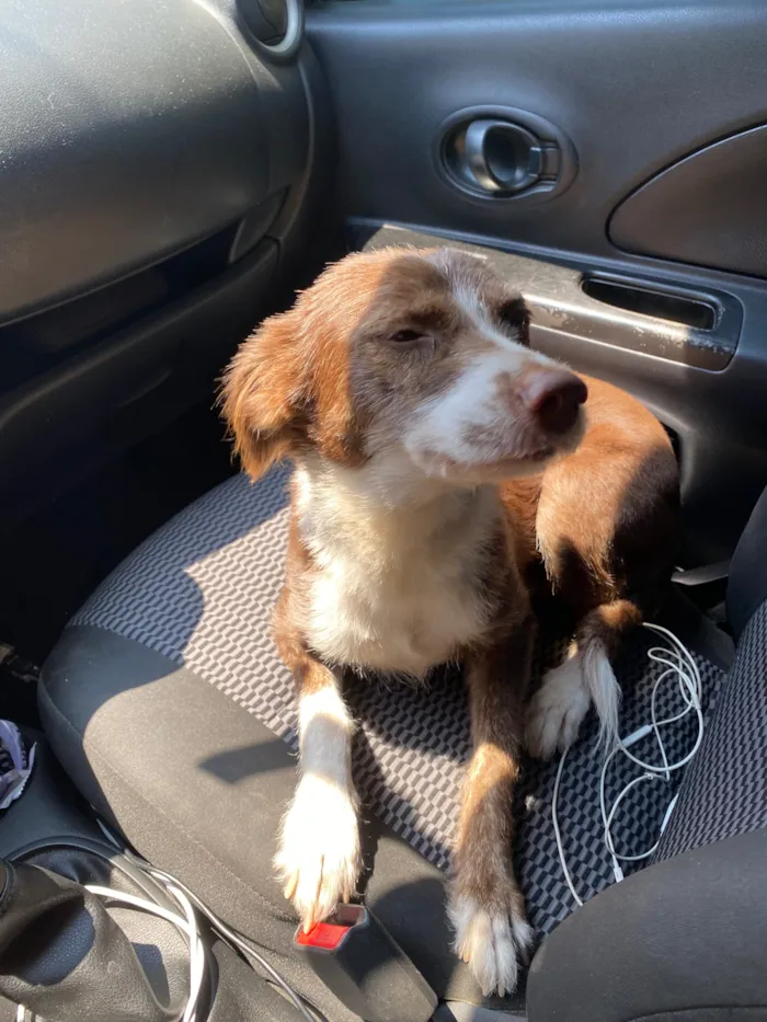 Cachorro raça SRD-ViraLata idade 4 anos nome Dorinha