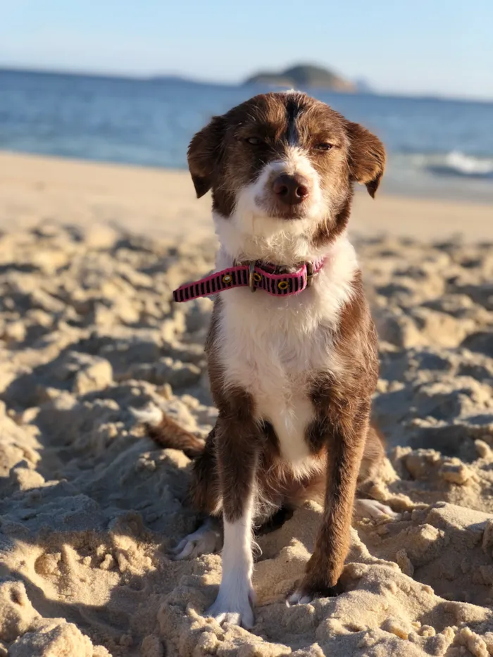 Cachorro raça SRD-ViraLata idade 4 anos nome Dorinha