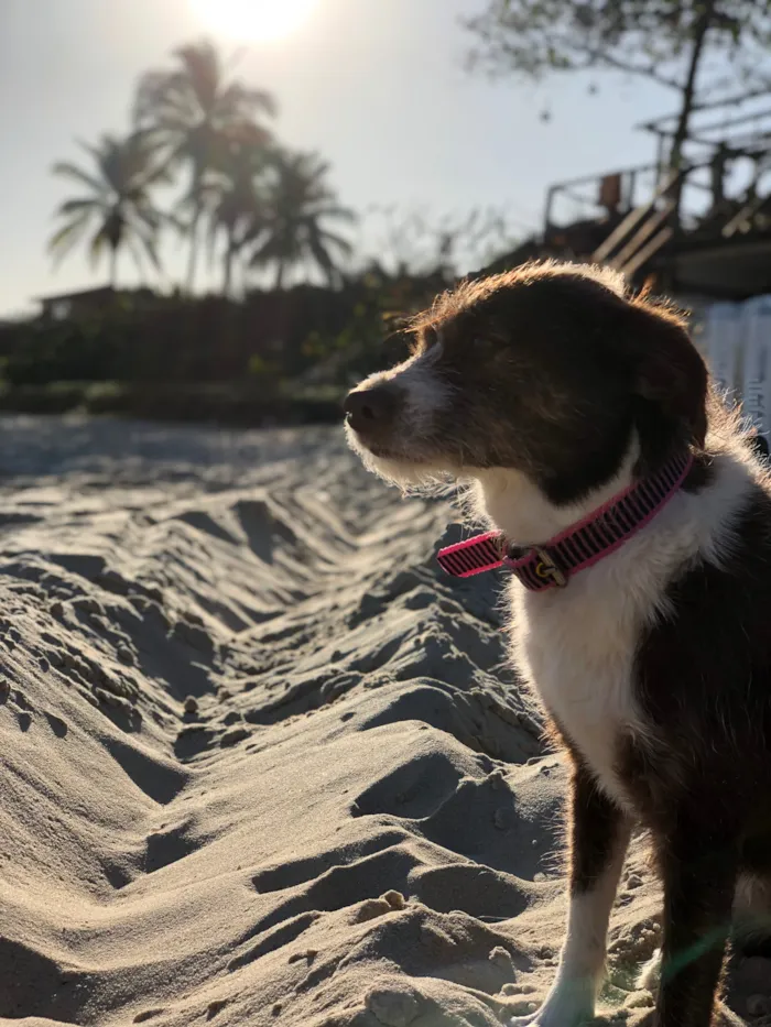 Cachorro raça SRD-ViraLata idade 4 anos nome Dorinha