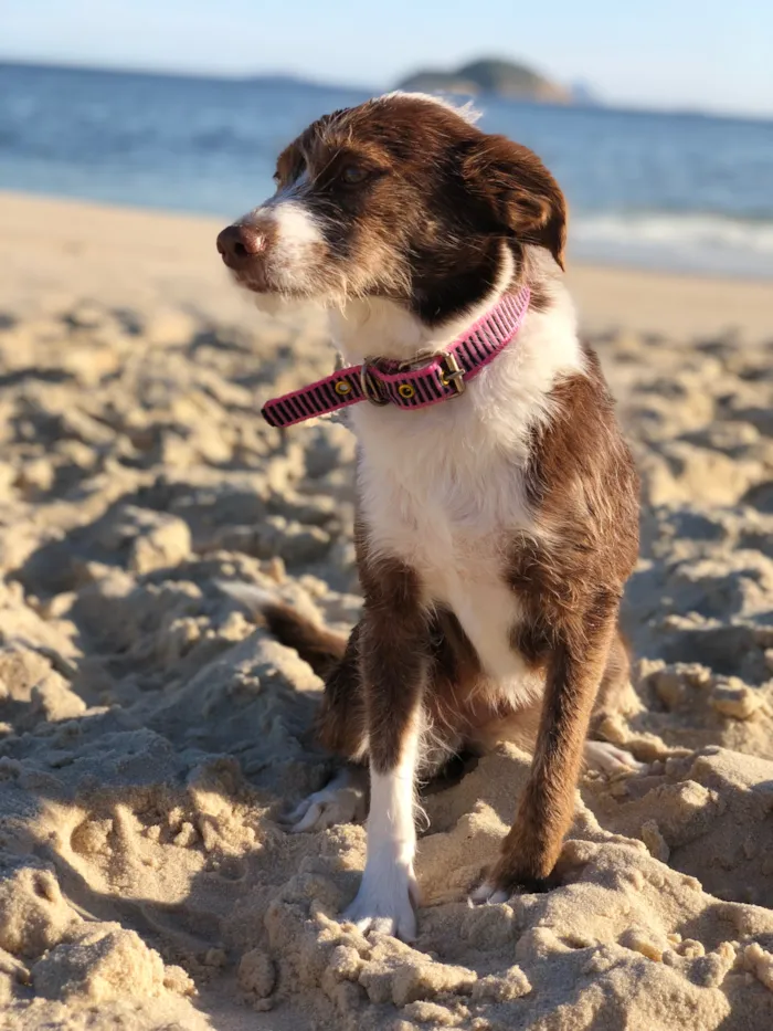 Cachorro raça SRD-ViraLata idade 4 anos nome Dorinha