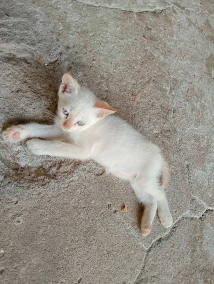 Gato raça SRD-ViraLata idade 2 a 6 meses nome Não tem