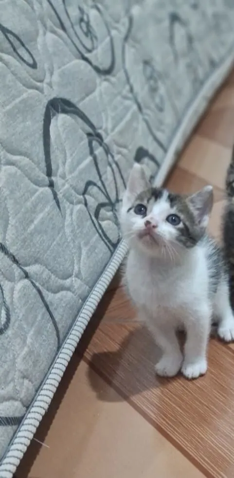 Gato raça SRD-ViraLata idade Abaixo de 2 meses nome Gatinhos filhotes 