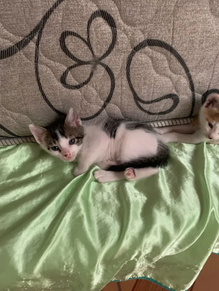 Gato raça SRD-ViraLata idade Abaixo de 2 meses nome Gatinhos filhotes 