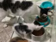 Gatinhos filhotes 