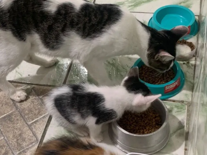 Gato raça SRD-ViraLata idade Abaixo de 2 meses nome Gatinhos filhotes 