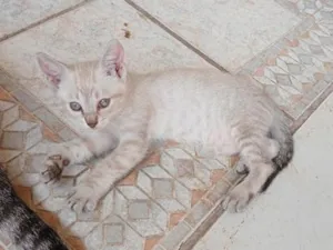 Gato raça SRD-ViraLata idade 2 a 6 meses nome Não tem