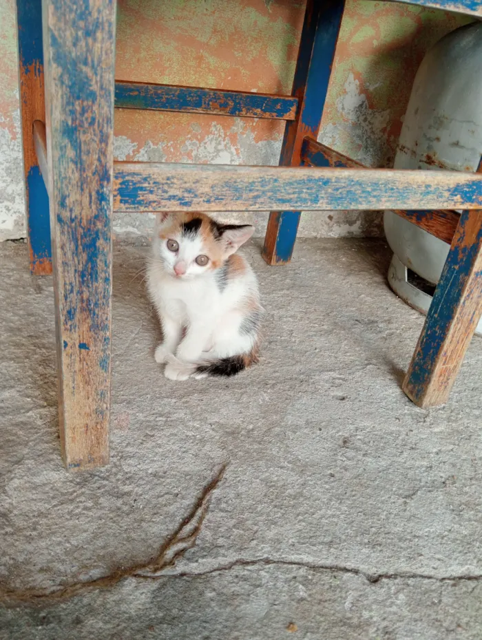 Gato raça SRD-ViraLata idade 2 a 6 meses nome Não tem