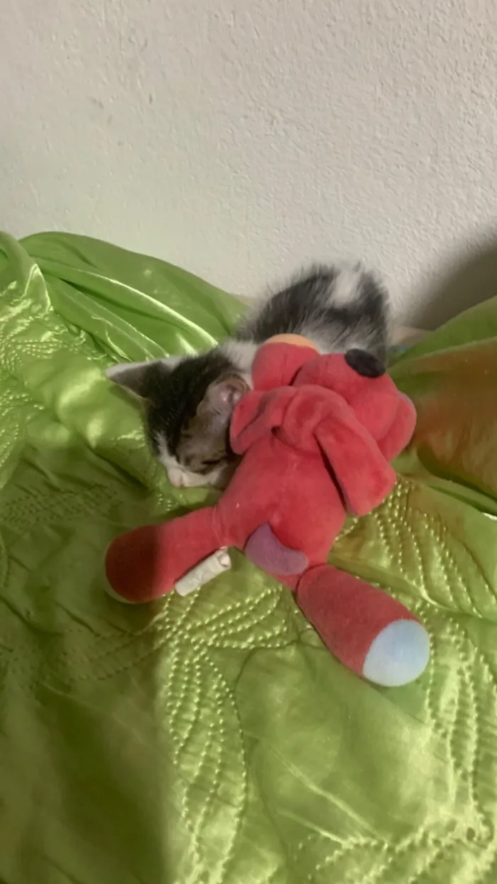 Gato raça SRD-ViraLata idade Abaixo de 2 meses nome Gatinhos filhotes 