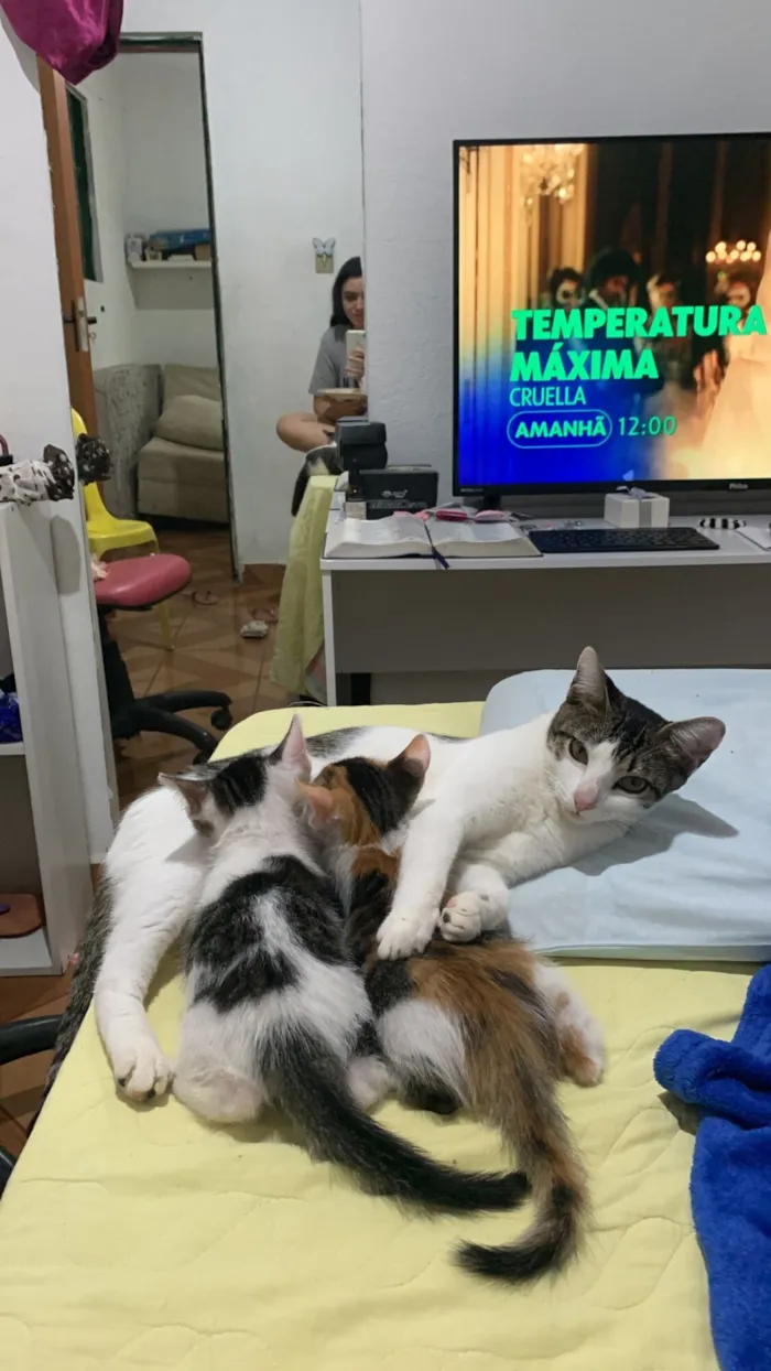 Gato raça SRD-ViraLata idade Abaixo de 2 meses nome Gatinhos filhotes 