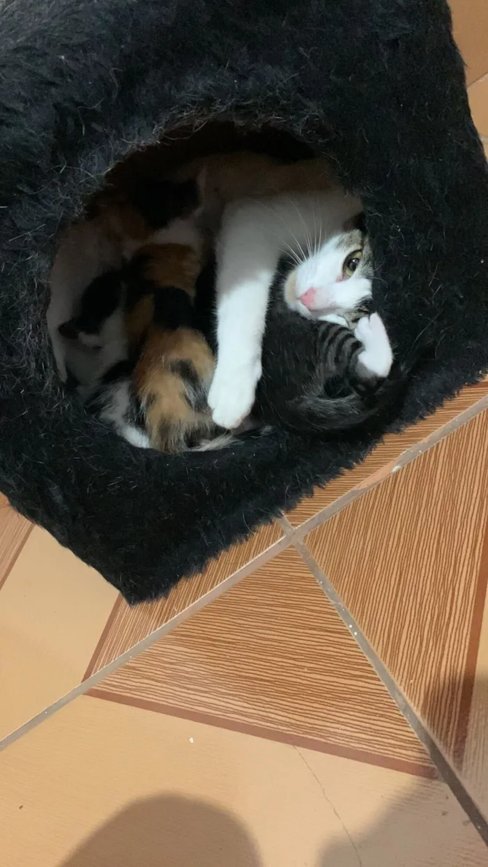 Gato raça SRD-ViraLata idade Abaixo de 2 meses nome Gatinhos filhotes 