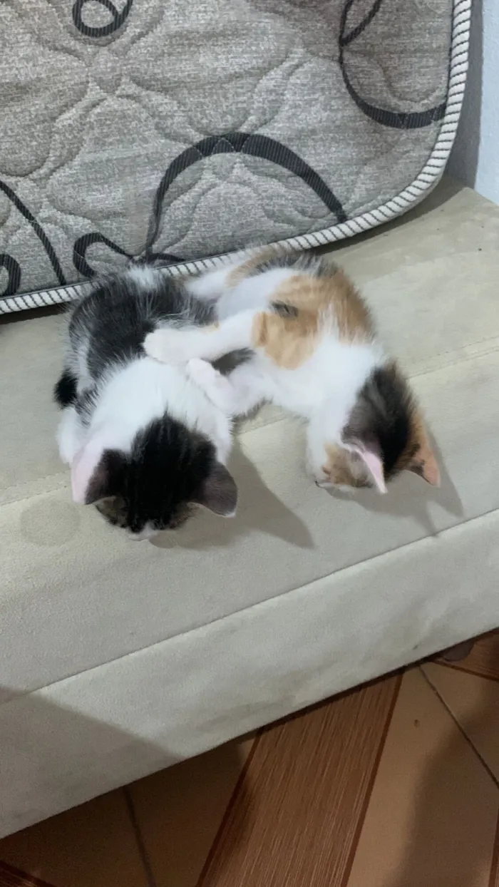 Gato raça SRD-ViraLata idade Abaixo de 2 meses nome Gatinhos filhotes 