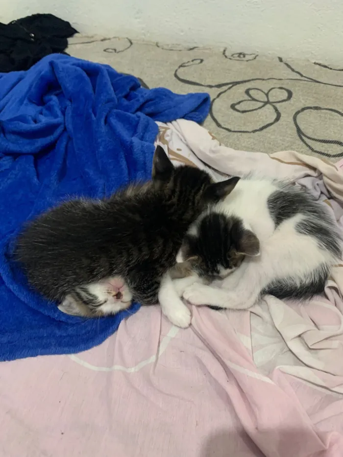 Gato raça SRD-ViraLata idade Abaixo de 2 meses nome Gatinhos filhotes 