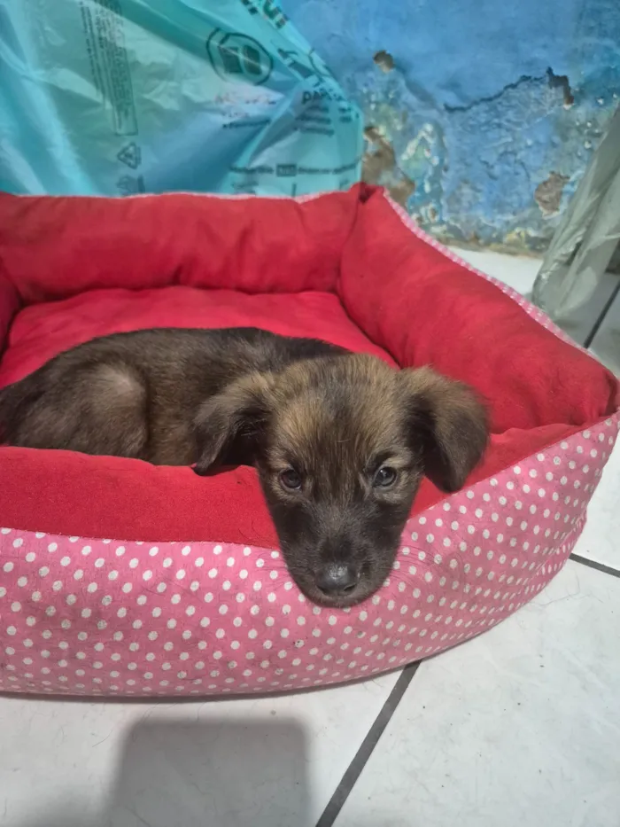 Cachorro raça SRD-ViraLata idade 2 a 6 meses nome Cachorro