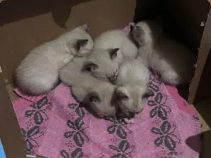 Gato raça Siamês idade Abaixo de 2 meses nome 2 Filhotinhos de gato