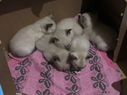 Gato raça Siamês idade Abaixo de 2 meses nome 2 Filhotinhos de gato