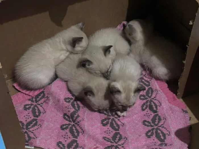 Gato raça Siamês idade Abaixo de 2 meses nome 2 Filhotinhos de gato