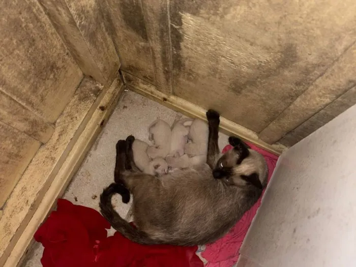 Gato raça Siamês idade Abaixo de 2 meses nome 2 Filhotinhos de gato