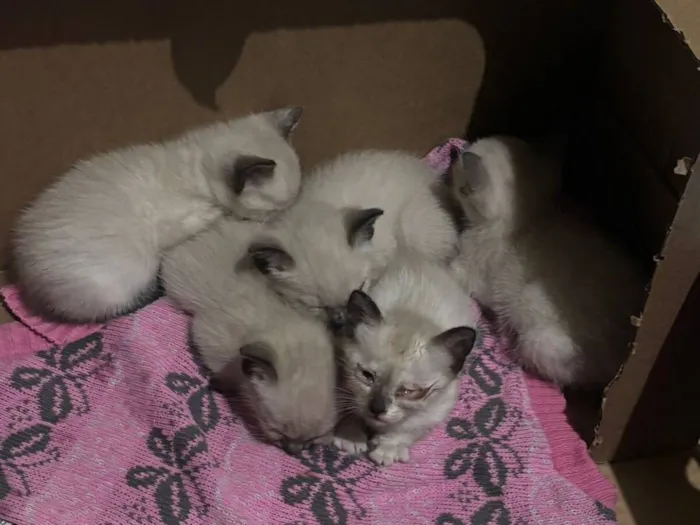 Gato raça Siamês idade Abaixo de 2 meses nome 2 Filhotinhos de gato