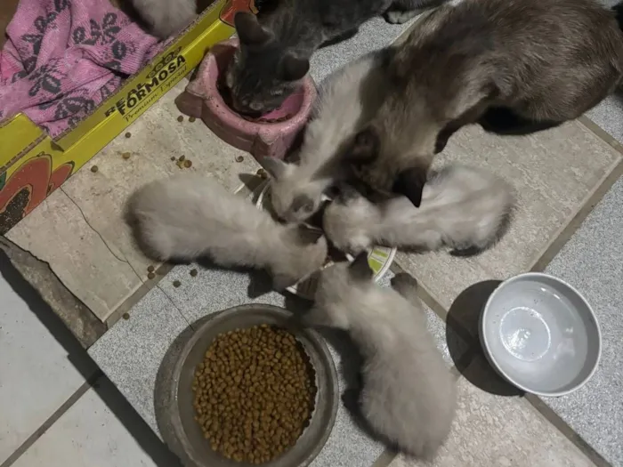 Gato raça Siamês idade Abaixo de 2 meses nome 2 Filhotinhos de gato
