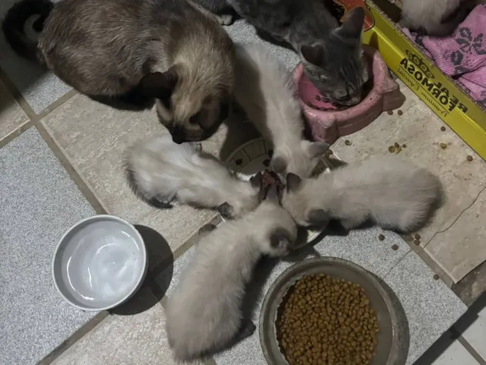 Gato raça Siamês idade Abaixo de 2 meses nome 2 Filhotinhos de gato
