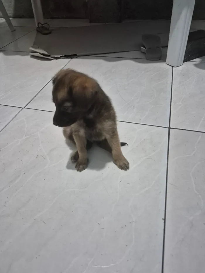 Cachorro raça SRD-ViraLata idade 2 a 6 meses nome Cachorro