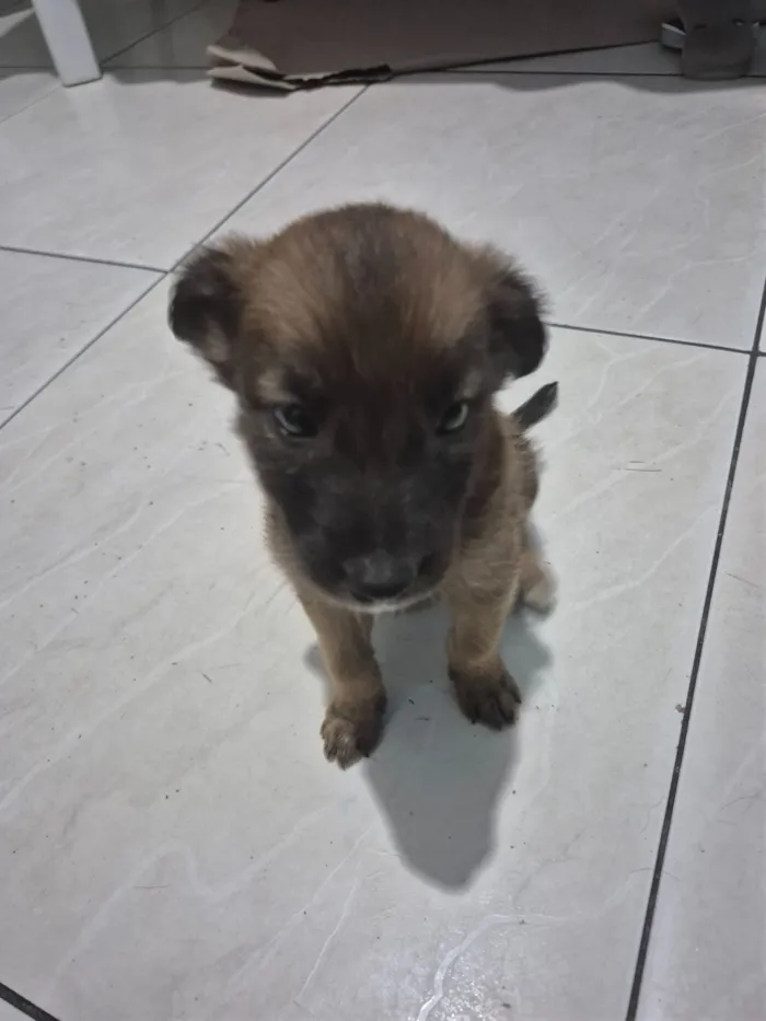 Cachorro raça SRD-ViraLata idade 2 a 6 meses nome Cachorro