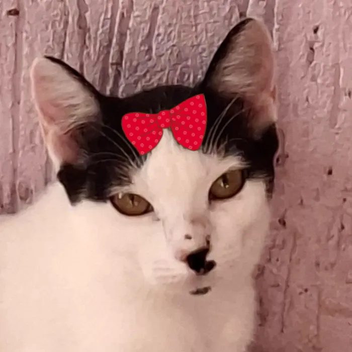 Gato raça SRD-ViraLata idade 7 a 11 meses nome Bia 