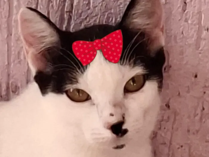 Gato raça SRD-ViraLata idade 7 a 11 meses nome Bia 