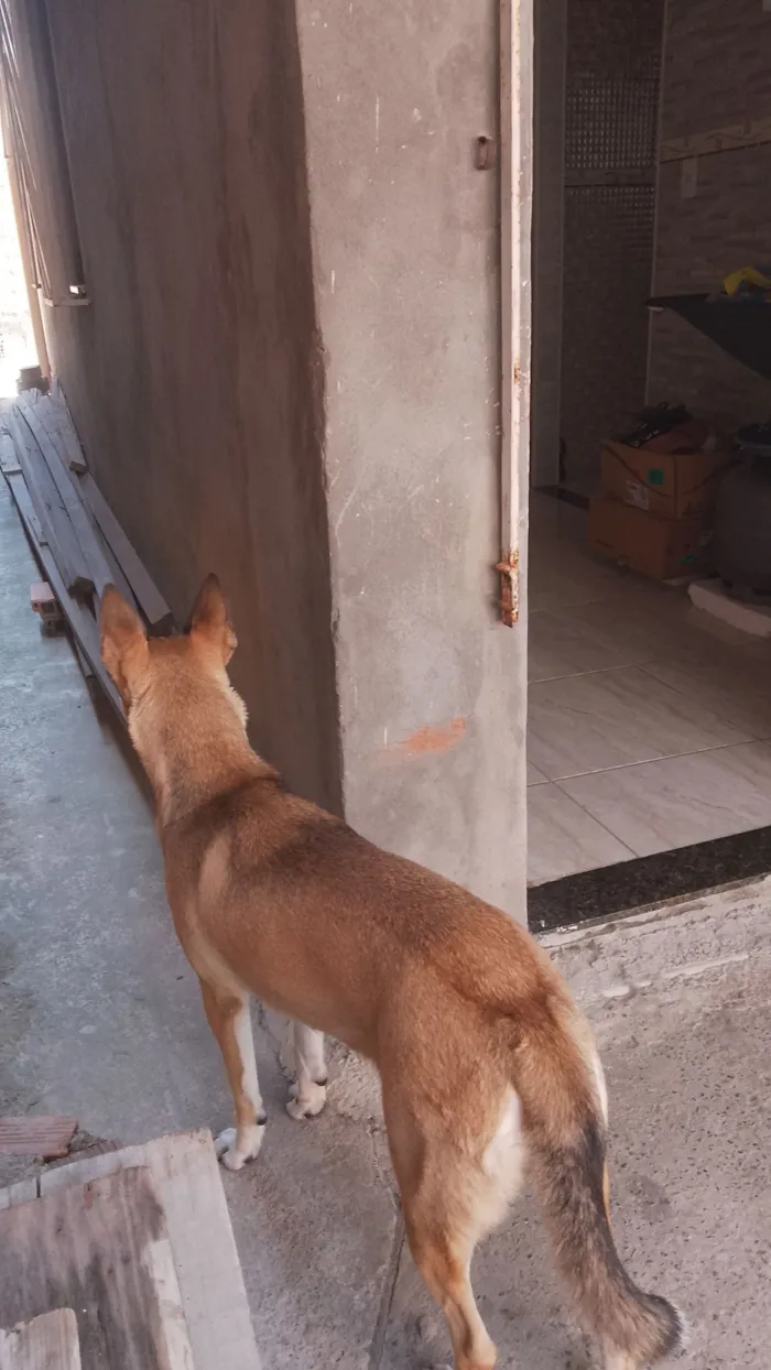 Cachorro raça Labrador idade 1 ano nome chacha