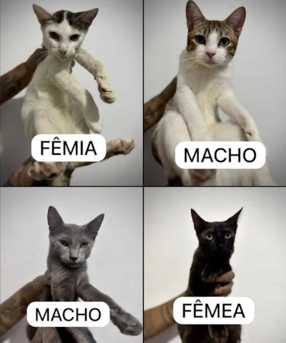 Gato raça SRD-ViraLata idade 7 a 11 meses nome BRANCA / GORDO / GRAFITE / BLACKOUT