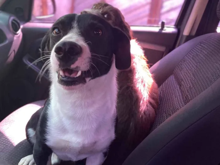 Cachorro raça SRD-ViraLata idade 3 anos nome Luke