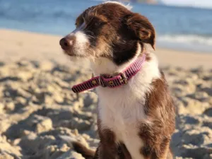 Cachorro raça SRD-ViraLata idade 4 anos nome Dorinha