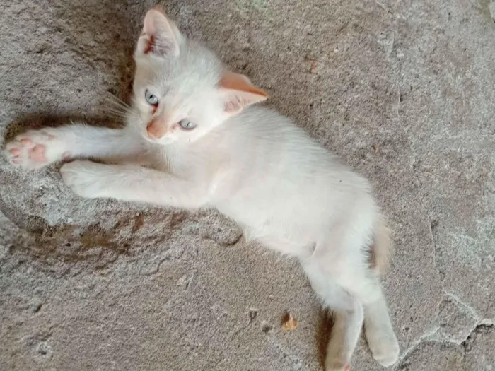 Gato raça SRD-ViraLata idade 2 a 6 meses nome Não tem
