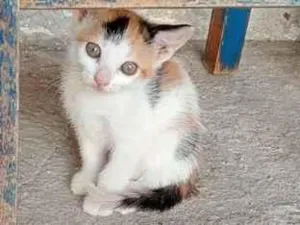 Gato raça SRD-ViraLata idade 2 a 6 meses nome Não tem