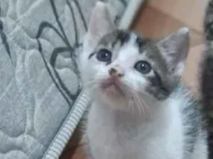 Gato raça SRD-ViraLata idade Abaixo de 2 meses nome Gatinhos filhotes 