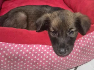 Cachorro raça SRD-ViraLata idade 2 a 6 meses nome Cachorro