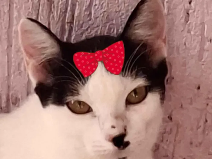 Gato raça SRD-ViraLata idade 7 a 11 meses nome Bia 