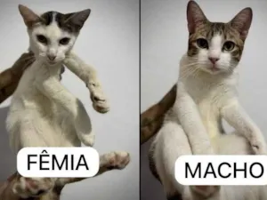 Gato raça SRD-ViraLata idade 7 a 11 meses nome BRANCA / GORDO / GRAFITE / BLACKOUT