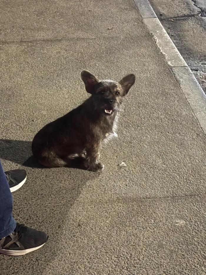 Cachorro raça SRD-ViraLata idade 2 anos nome Nao sei o nome