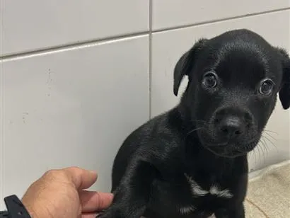 Cachorro raça SRD-ViraLata idade 2 a 6 meses nome Snoop