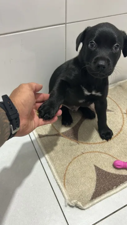 Cachorro raça SRD-ViraLata idade 2 a 6 meses nome Snoop
