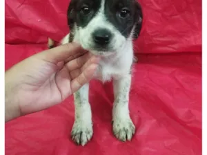 Cachorro raça SRD-ViraLata idade Abaixo de 2 meses nome Luna 