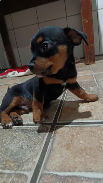 Cachorro raça Basset-Shitzu idade Abaixo de 2 meses nome Sem nome