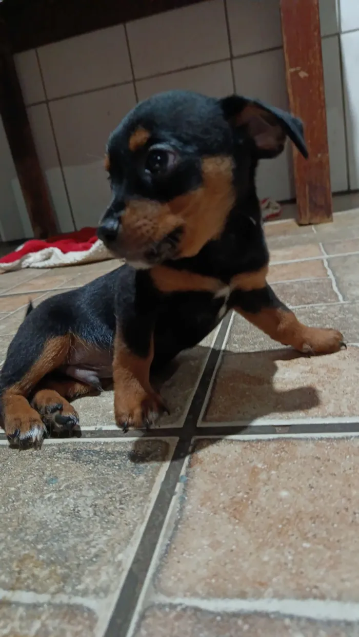 Cachorro raça Basset-Shitzu idade Abaixo de 2 meses nome Sem nome