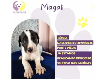 Cachorro raça SRD-ViraLata idade 2 a 6 meses nome Magali 