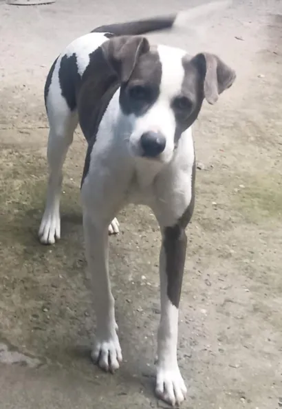 Cachorro raça SRD-ViraLata idade Abaixo de 2 meses nome Moly